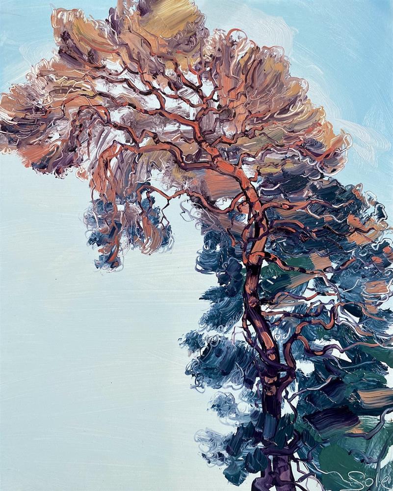 Michael Sole - 'Sunset Pines- Study I' - Framed Original Artwork