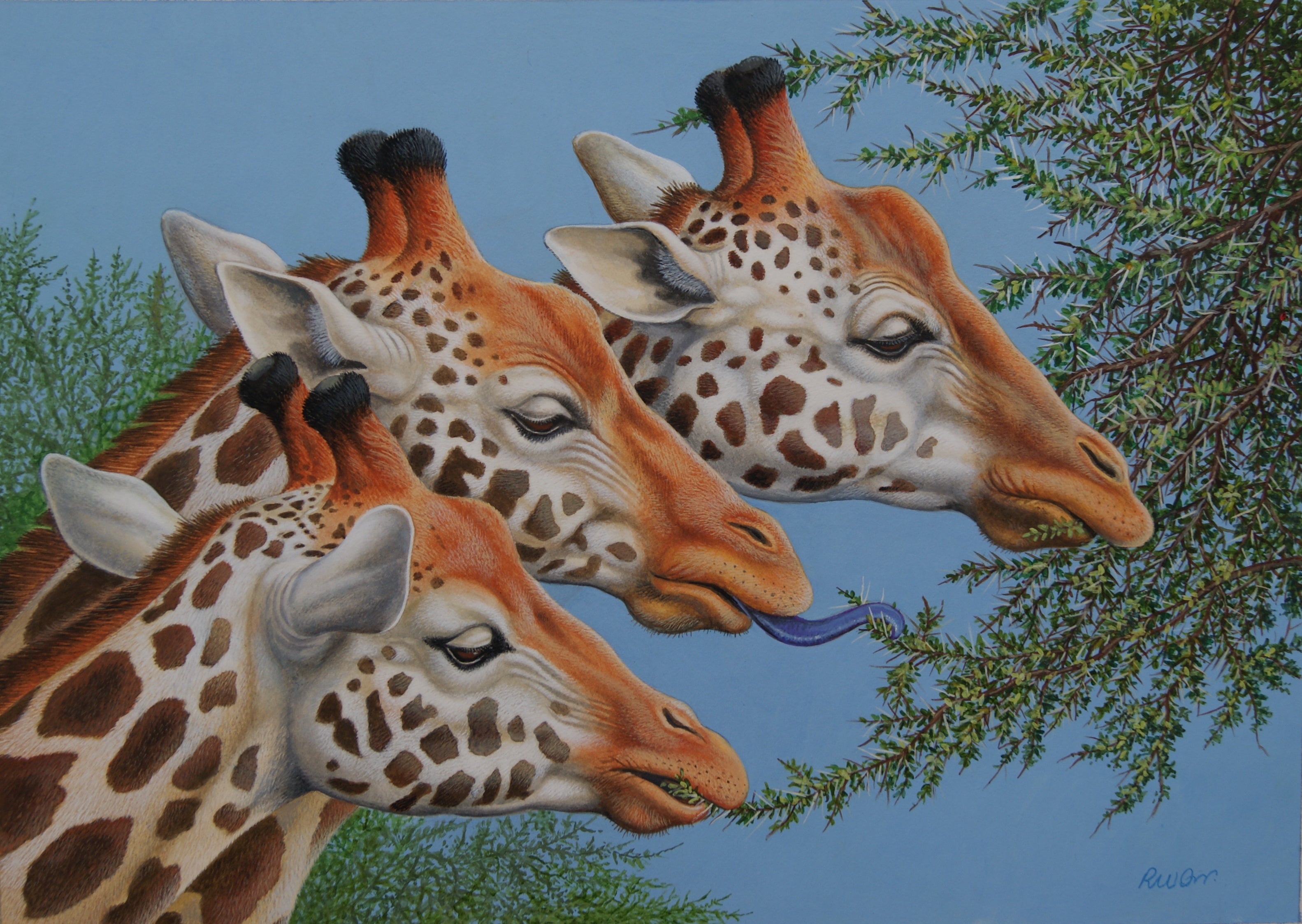 Richard Orr - 'Giraffes Family Feed' - Original Art
