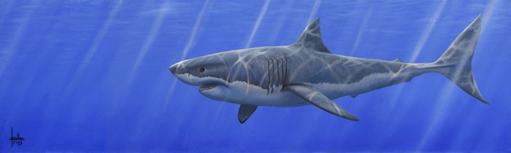 Jonathan Truss - 'Great White' -  Framed Limited Edition