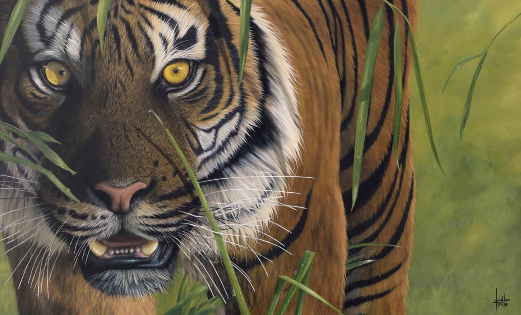 Jonathan Truss - 'Tiger Tiger' -  Framed Limited Edition