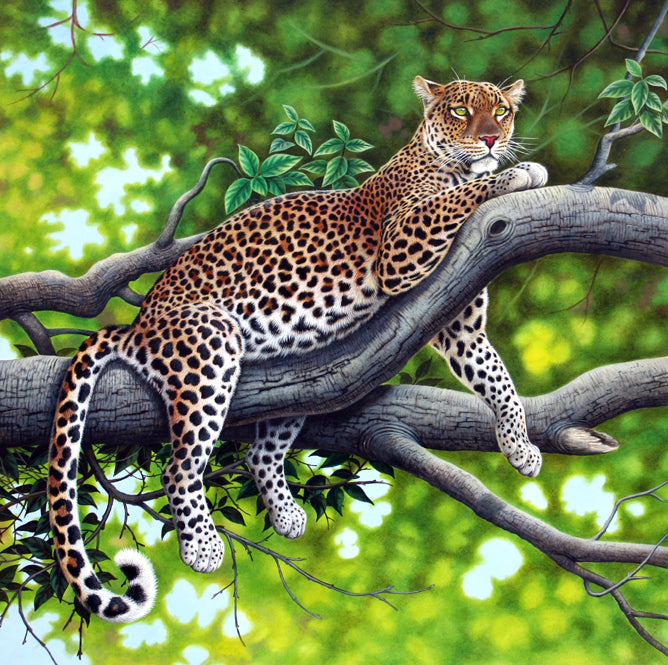 Richard Orr - 'Leopard In A Tree' - Original Art