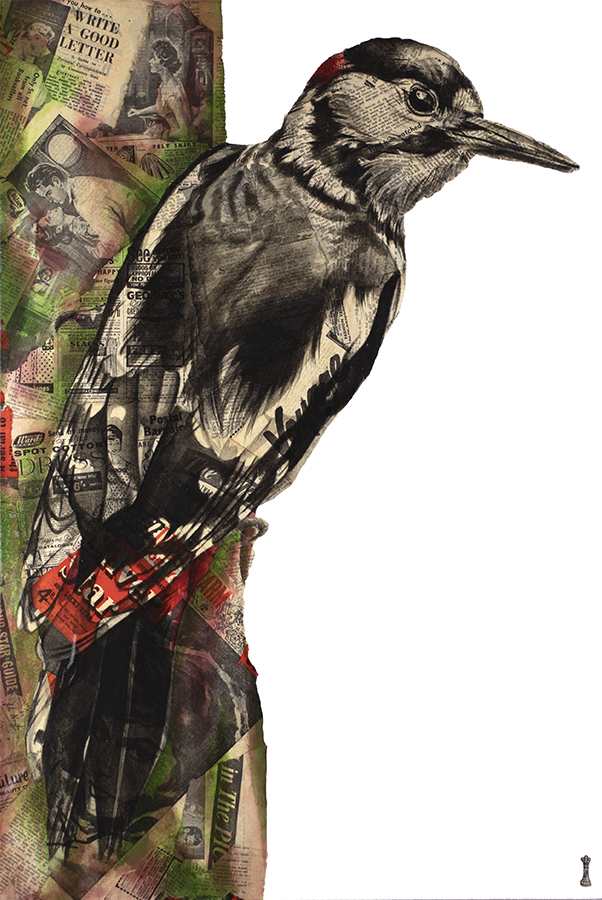 Chess - 'Charm ( Blue Skies-British Bird Collection)' - Framed Limited Edition Print