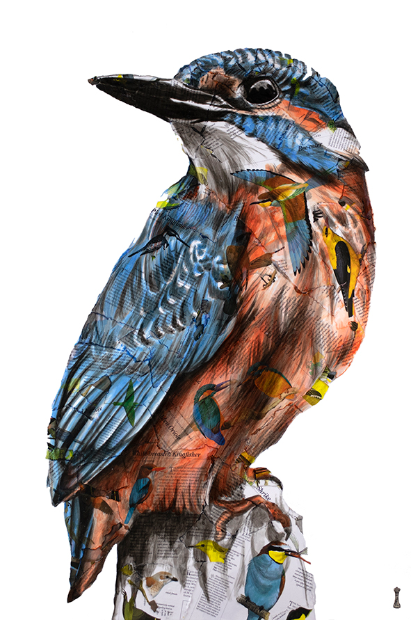 Chess - 'Jewel ( Blue Skies-British Bird Collection' - Framed Limited Edition Print