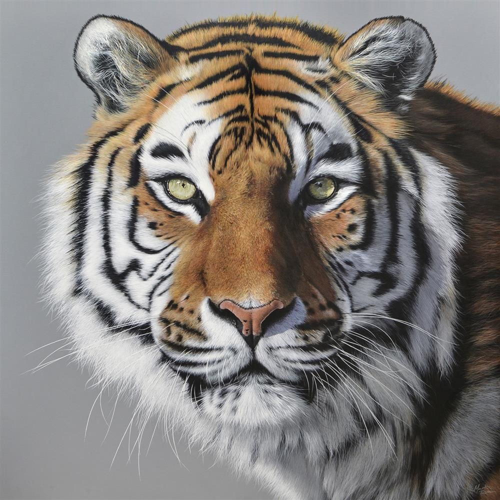 Martin Robson - 'Amur Tiger' - Framed Limited Edition Art