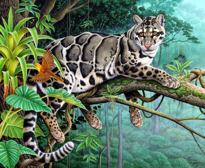 Richard Orr - 'Clouded Leopard' - Original Art