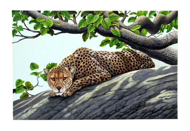 Richard Orr - 'Cheetah In Shade' - Original Art