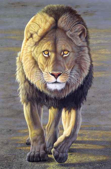 Richard Orr - 'Simba Kali, Lion' - Original Art